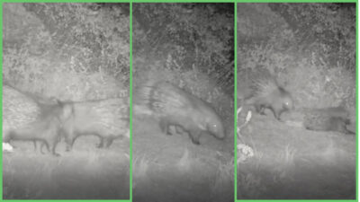 Doğanın sessizliğinde ağır adımlarla ilerleyen, dikenli siluetiyle dikkat çeken oklu