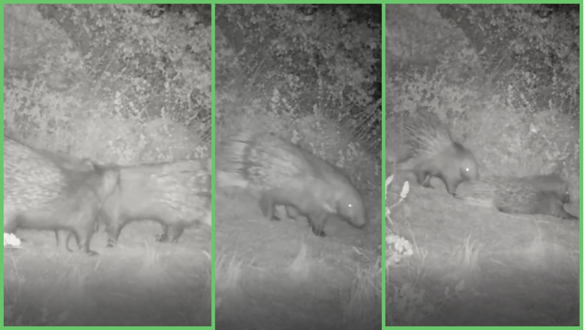 Doğanın sessizliğinde ağır adımlarla ilerleyen, dikenli siluetiyle dikkat çeken oklu