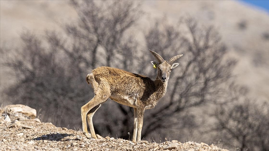 Türkiye'nin endemik türlerden olan Anadolu yaban koyunları, Doğa Koruma ve