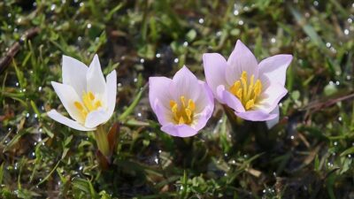 Muş Ovası'ndaki bazı arazilerde "baharın habercisi" olarak nitelendirilen çiğdemler çiçek