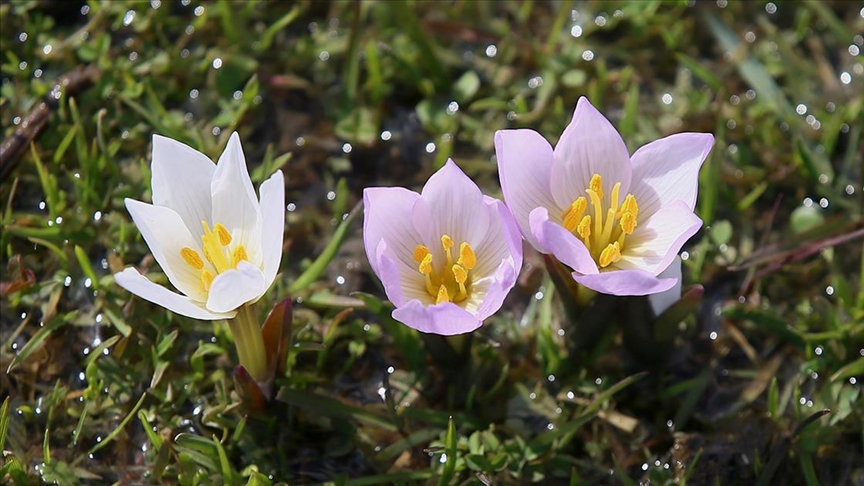 Muş Ovası'ndaki bazı arazilerde "baharın habercisi" olarak nitelendirilen çiğdemler çiçek