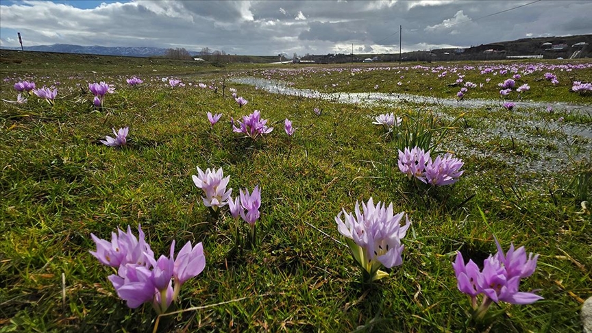 Bingöl'de ilkbaharın müjdecisi olarak bilinen çiğdem çiçekleri açtı.