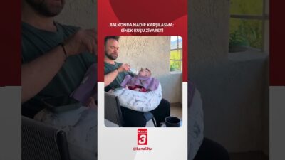 Evlerinin balkonunda biberonla bebeklerine mama veren çifti ziyaret eden sinek