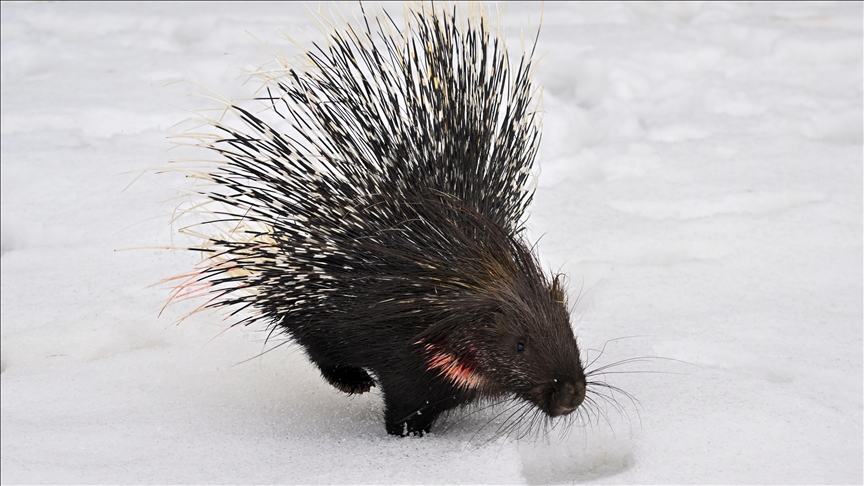 Bir süre önce Hakkari'nin Yüksekova ilçesinde bitkin ve yaralı olarak