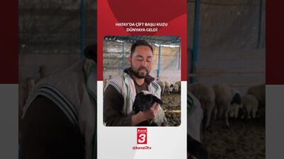 Hatay’ın Dörtyol ilçesinde dünyaya gelen çift başlı kuzu, yaşama tutunarak