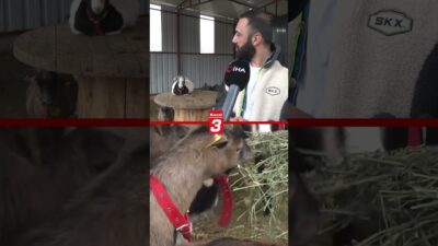 Ankara’da hobi olarak cüce keçi besiciliğine başlayan Erdinç Kızılçelik, Nijerya