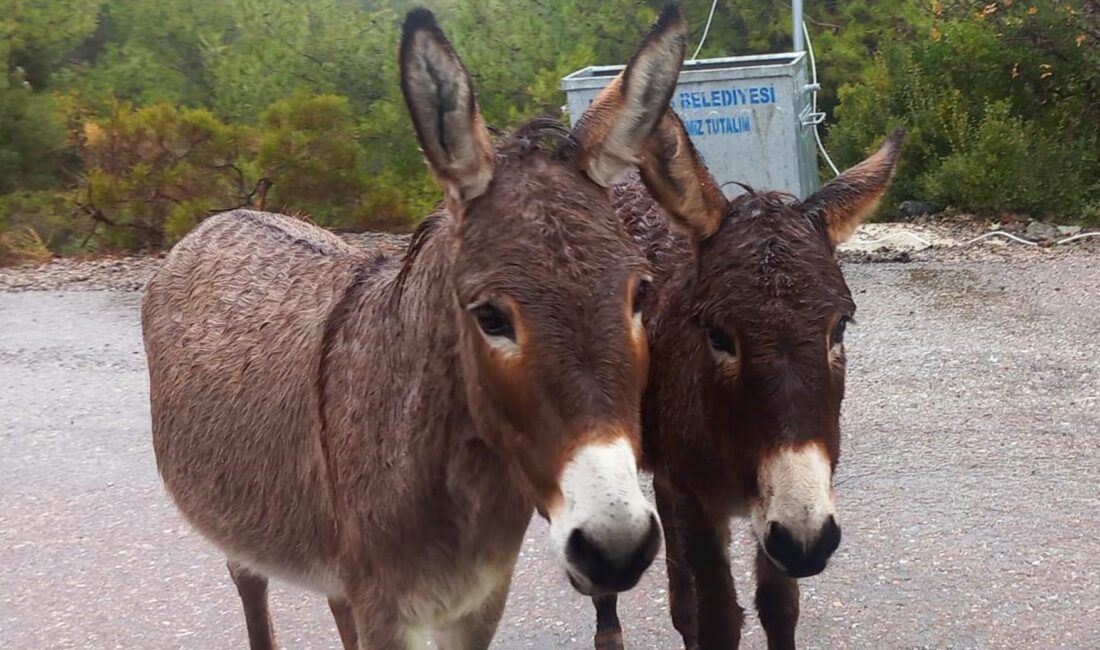 Türkiye İstatistik Kurumu (TÜİK) tarafından paylaşılan son veriler, ülkemizdeki tek