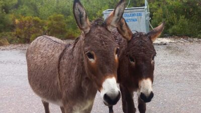 Türkiye İstatistik Kurumu (TÜİK) tarafından paylaşılan son veriler, ülkemizdeki tek