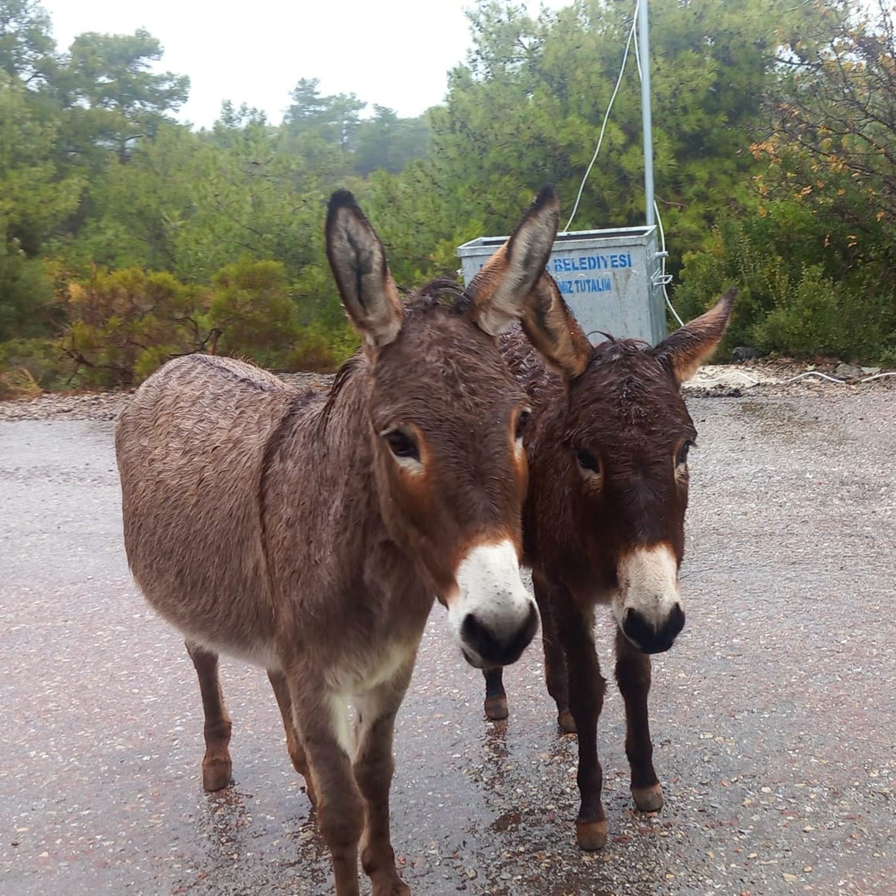 Türkiye İstatistik Kurumu (TÜİK) tarafından paylaşılan son veriler, ülkemizdeki tek