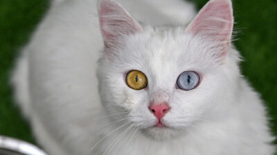 Van kedilerinin neslinin korunması için çalışmaların yürütüldüğü Van Yüzüncü Yıl