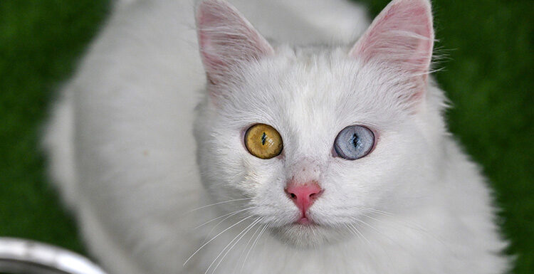 Van kedilerinin neslinin korunması için çalışmaların yürütüldüğü Van Yüzüncü Yıl