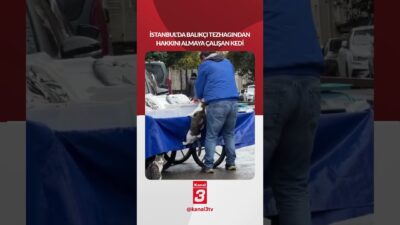 İstanbul’da balıkçı tezgahından hakkını almaya çalışan kedi böyle görüntülendi 📶https://kanal3.com.tr/