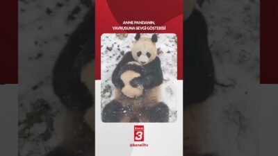 Bir panda yavrusuna sevgisini böyle sarılarak, öperek gösterdi 📶https://kanal3.com.tr/ Sosyal