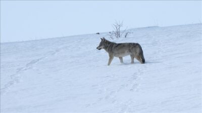 Kars’ın Sarıkamış ilçesinde 2011 yılından bu yana uydu vericisi takılarak