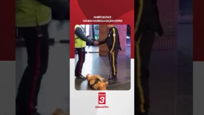 Amiri gelince hemen hazırola geçen köpek 📶https://kanal3.com.tr/ Sosyal Medya Hesaplarımızı