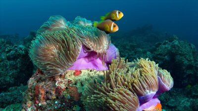 Küresel iklim değişikliği ve artan deniz suyu sıcaklıklarının en fazla