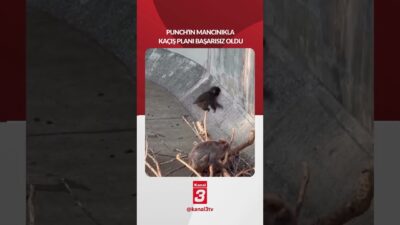Punch’ın mancınıkla kaçış planı başarısız oldu! 📶https://kanal3.com.tr/ Sosyal Medya Hesaplarımızı