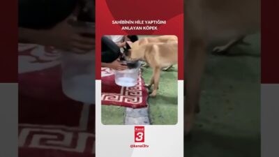 Belçika Malinois cinsi bir köpek, sahibinin yarışmada hile yaptığını fark