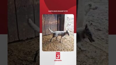 Kurtları koruması için çoban köpeği yerine kurt eğitti! Koruyacağı kuzular