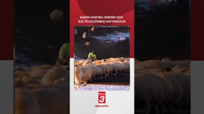 Erzincan’ın İliç ilçesinde küçükbaş hayvancılık, geçmişten günümüze ilçenin en önemli