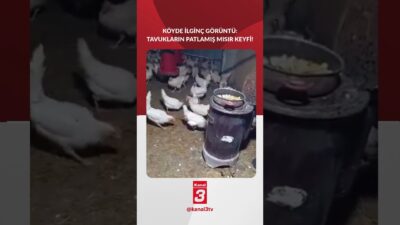 Köyde ilginç görüntü! | Tavukların patlamış mısır keyfi 📶https://kanal3.com.tr/ Sosyal