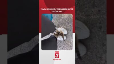 Yavru bir kedinin yeni sahibini seçtiği o güzel an! 📶https://kanal3.com.tr/