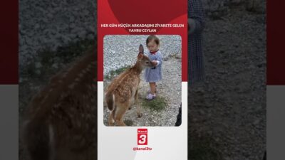 Her gün küçük arkadaşının yanına oynamaya gelen yavru ceylan 📶https://kanal3.com.tr/