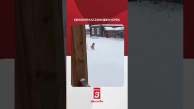 Kendisini kaz zanneden köpek, izleyenleri görenleri güldürdü. 📶https://kanal3.com.tr/ Sosyal Medya