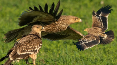 Doğa Koruma ve Milli Parklar Genel Müdürlüğü koordinesinde yürütülen izleme