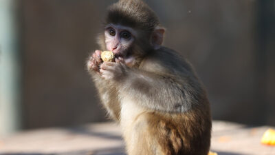 Antalya'da uyuşturucu şüphelilerinin elinden kurtarılan maymun yavrusu "Portakal", karantina sürecinin