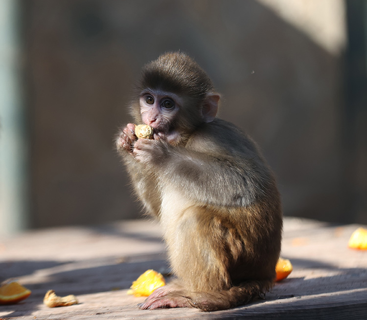 Antalya'da uyuşturucu şüphelilerinin elinden kurtarılan maymun yavrusu "Portakal", karantina sürecinin