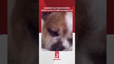 Sahibinin onu terk etmediğini sadece tatile gittiğini anladığı o an!