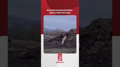 Romanya’da kurt ile kuzu arkadaş olup birlikte gezmeye başladı. 📶https://kanal3.com.tr/
