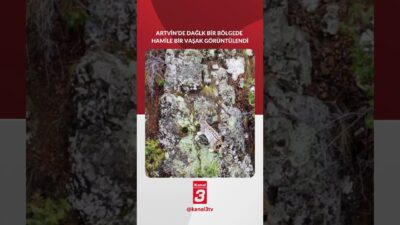 Artvin’de dağlık bir alanda hamile bir vaşak görüntülendi! 📶https://kanal3.com.tr/ Sosyal