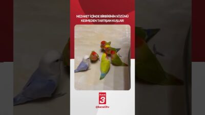 Nezaket içinde birbirinin sözünü kesmeden tartışan kuşlar! 📶https://kanal3.com.tr/ Sosyal Medya