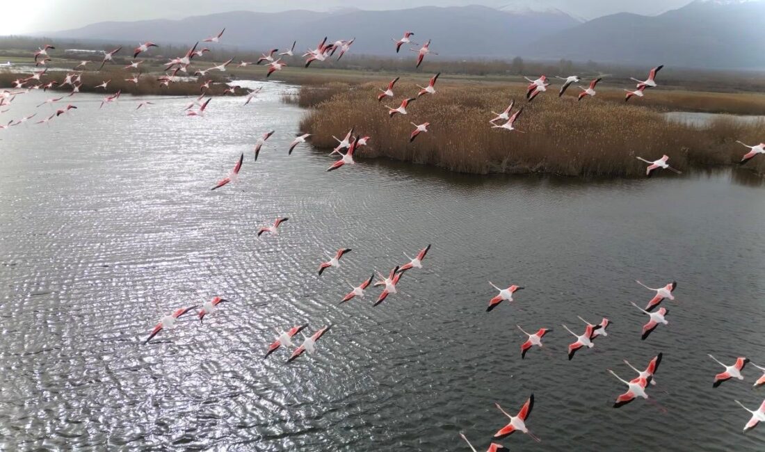 Afyonkarahisar'da Eber Gölü'nde görüntülenen flamingo sürüsü mest etti.