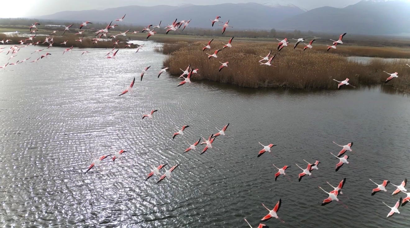 Afyonkarahisar'da Eber Gölü'nde görüntülenen flamingo sürüsü mest etti.