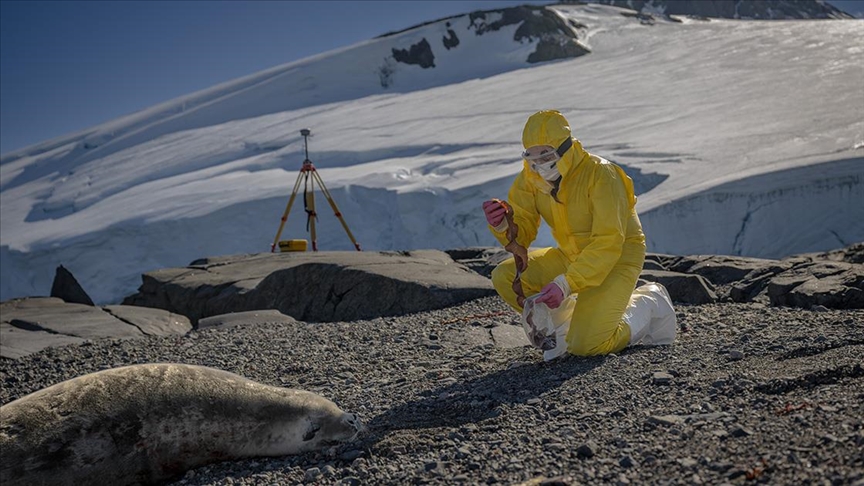 Antarktika'da yürütülen bilimsel çalışmalar hem yeni antiviral ilaç adaylarının geliştirilmesi