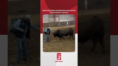 Kızgın boğa kendisine yaklaşan adamın, onu küçükken besleyen adam olduğunu