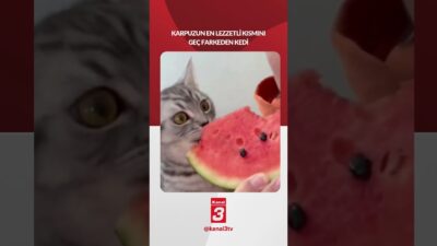 Karpuzun en lezzetli kısmını geç fark eden kedi! 📶https://kanal3.com.tr/ Sosyal