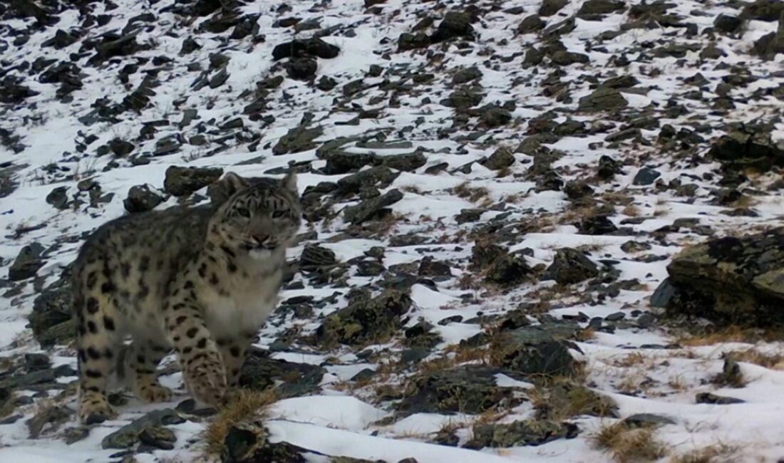 Dünyanın en gizemli ve nadir görülen canlılarından biri olan kar