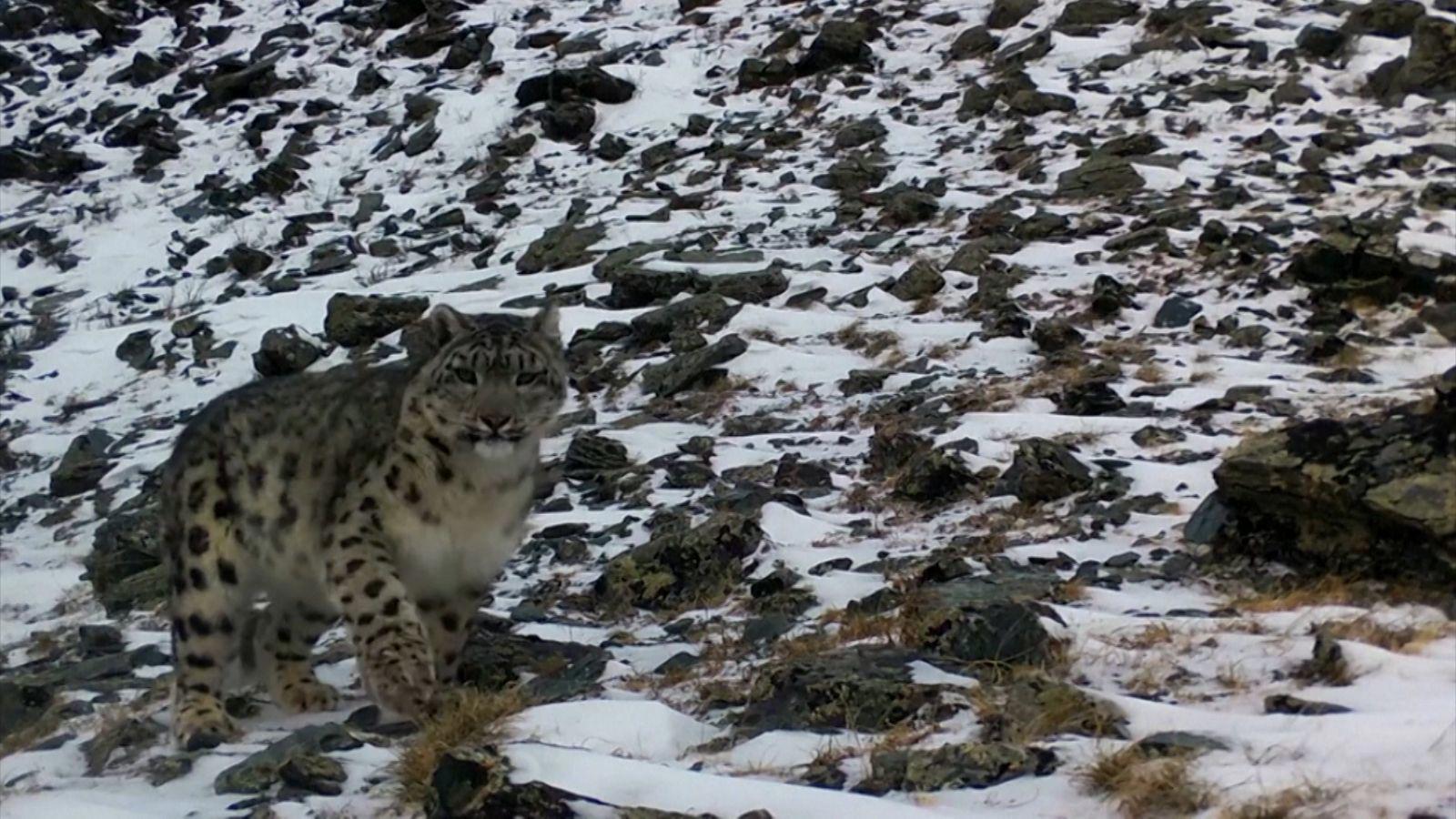 Dünyanın en gizemli ve nadir görülen canlılarından biri olan kar