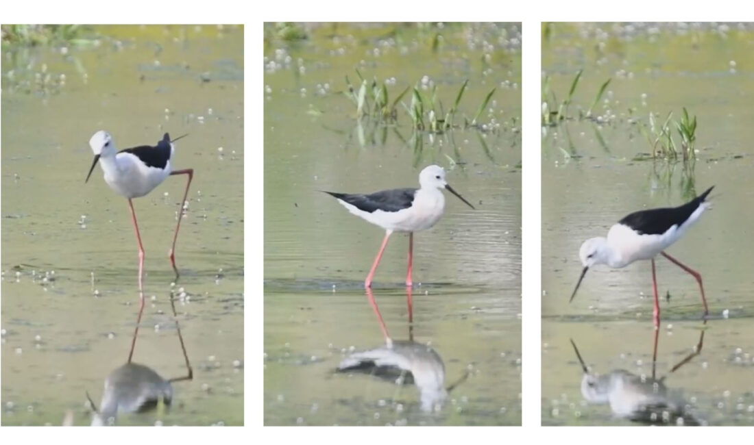 Bayağı uzunbacak kuşu, Doğa Koruma ve Milli Parklar 5. Bölge