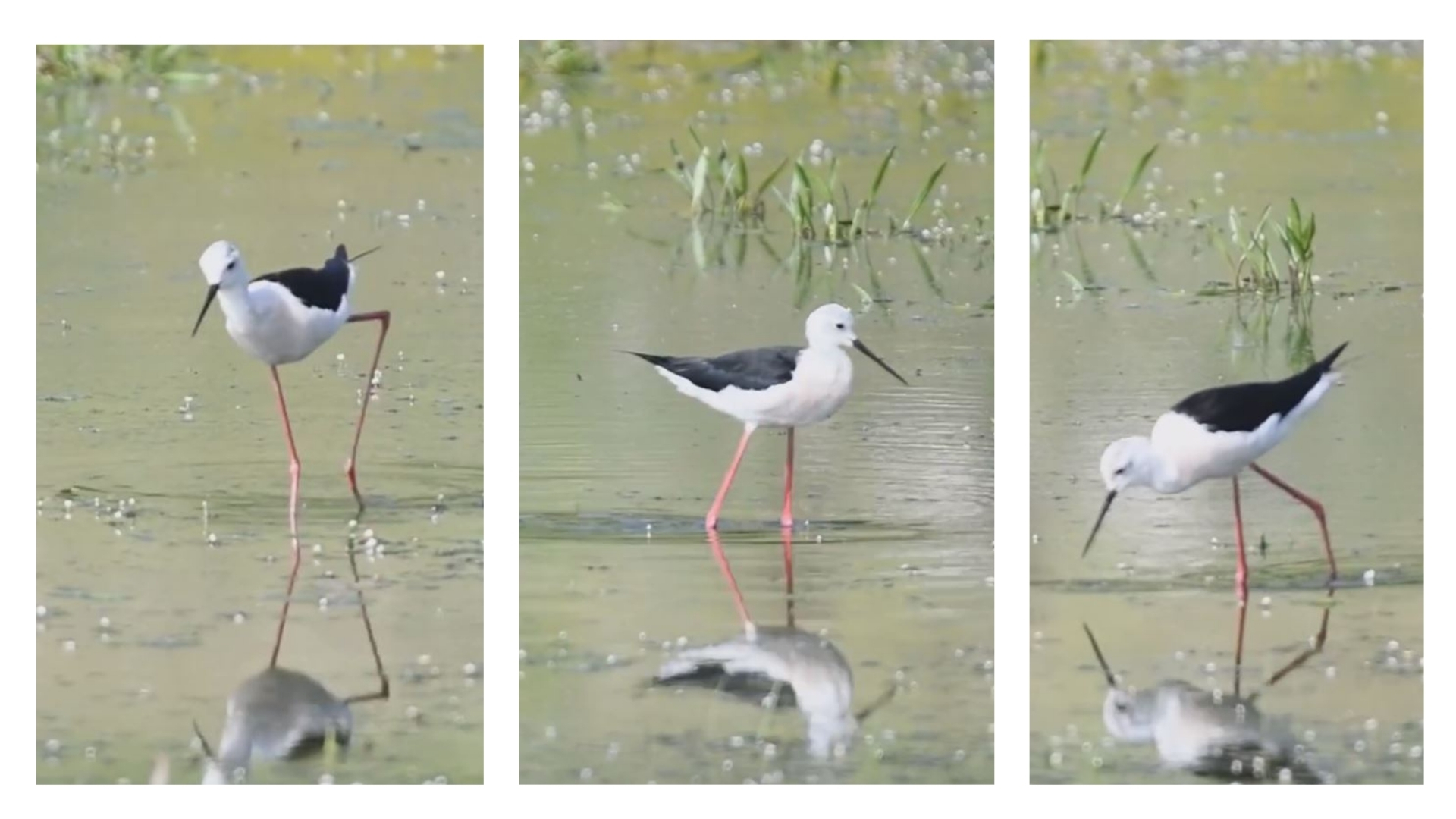 Bayağı uzunbacak kuşu, Doğa Koruma ve Milli Parklar 5. Bölge