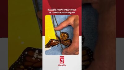 Kanal 3Cts, Şubat 21, 2026 12:01pmURL:Embed:Kanadı kırılmış bir kelebeğe kanat