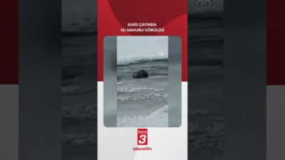 Kars’ta dondurucu soğuklar yaban hayatını da zorladı. Kar yağışının ardından