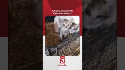 Taze yumurta için gitti, sürprizle karşılaştı! 📶https://kanal3.com.tr/ Sosyal Medya Hesaplarımızı