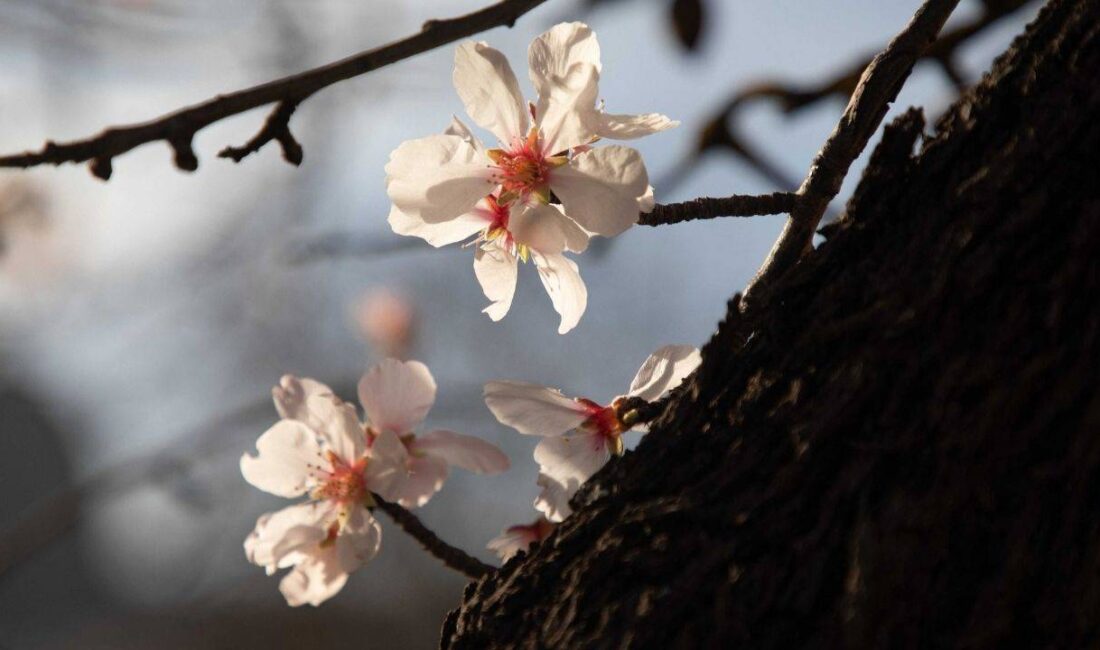 Kışın dondurucu soğuklarının geride kaldığını müjdeleyen, doğanın uyanışını simgeleyen cemrelerin