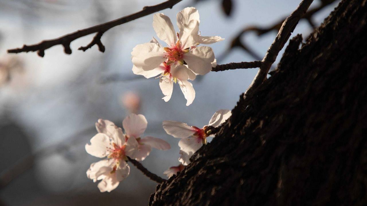 Kışın dondurucu soğuklarının geride kaldığını müjdeleyen, doğanın uyanışını simgeleyen cemrelerin