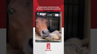 At kediye şaka yaptıktan sonra hiç bir şey olmamış gibi